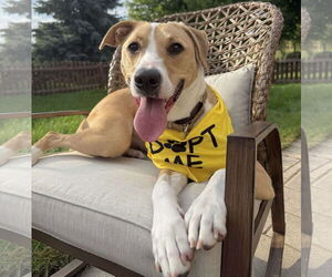 American Pit Bull Terrier-Unknown Mix Dogs for adoption in GILBERTS, IL, USA