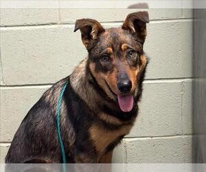 German Shepherd Dog-Unknown Mix Dogs for adoption in Tulsa, OK, USA