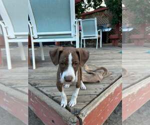 German Shorthaired Pointer-Unknown Mix Dogs for adoption in MIDWAY, UT, USA