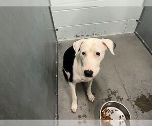 Pointer-Unknown Mix Dogs for adoption in Tavares, FL, USA