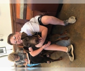 Doberman Pinscher Dogs for adoption in Thibodaux, LA, USA