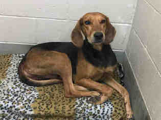 Treeing Walker Coonhound Dogs for adoption in Peoria, IL, USA