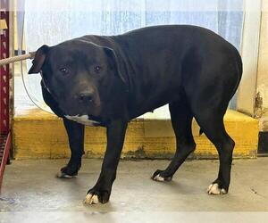 Mutt Dogs for adoption in Camarillo, CA, USA