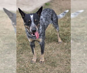 Mutt Dogs for adoption in Temple, TX, USA