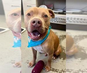 American Pit Bull Terrier-Unknown Mix Dogs for adoption in Stockton, CA, USA