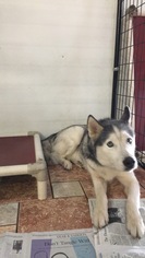 Alaskan Husky Dogs for adoption in Colfax, IL, USA