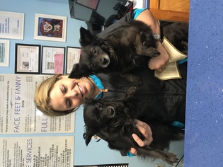Chiranian Dogs for adoption in Davie, FL, USA