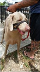 Weimaraner Dogs for adoption in Von Ormy, TX, USA