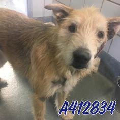 Irish Terrier-Unknown Mix Dogs for adoption in San Antonio, TX, USA