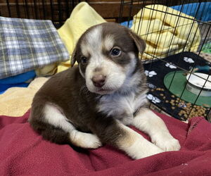 Border Collie-Unknown Mix Dogs for adoption in Pacifica, CA, USA