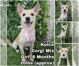 Pembroke Welsh Corgi-Unknown Mix Dogs for adoption in Seattle, WA, USA