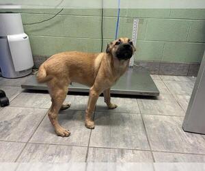 German Shepherd Dog-Unknown Mix Dogs for adoption in Grand Prairie, TX, USA