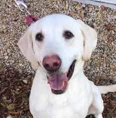 Labrador Retriever Dogs for adoption in Millersville, MD, USA