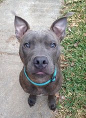 American Pit Bull Terrier Dogs for adoption in Lafayette, LA, USA