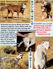American Pit Bull Terrier Dogs for adoption in Tehachapi, CA, USA