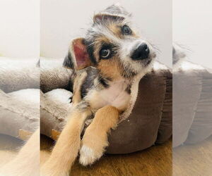 Mutt Dogs for adoption in Dallas, TX, USA