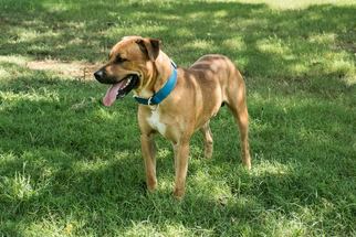 Mastador Dogs for adoption in Chouteau, OK, USA
