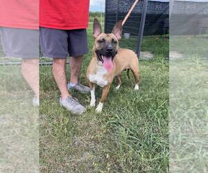 Mutt Dogs for adoption in Abbeville, LA, USA