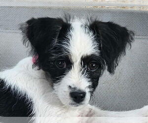 Poodle (Miniature)-Unknown Mix Dogs for adoption in Cookeville, TN, USA