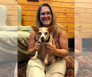 Chi-Corgi Dogs for adoption in Landenberg, PA, USA