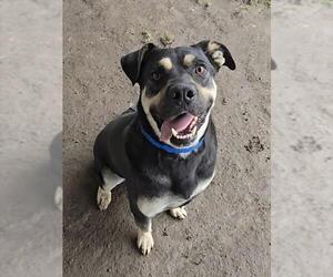 Labrador Retriever-Unknown Mix Dogs for adoption in Riverside, CA, USA