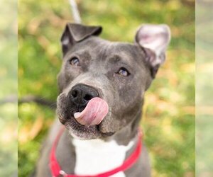 Staffordshire Bull Terrier Dogs for adoption in Sugar Land, TX, USA