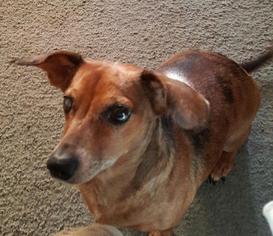 Chiweenie Dogs for adoption in Fond du Lac, WI, USA