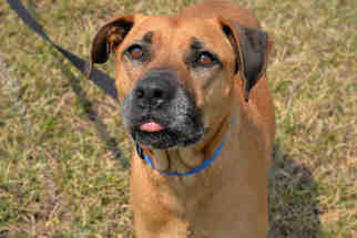 Black Mouth Cur-Unknown Mix Dogs for adoption in West Palm Beach, FL, USA