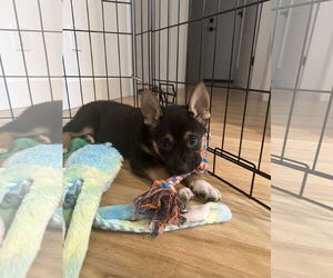 German Shepherd Dog Dogs for adoption in Seattle, WA, USA