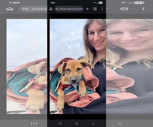 Chihuahua-Unknown Mix Dogs for adoption in NYC, NY, USA