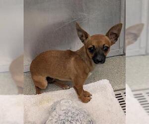 Chihuahua Dogs for adoption in San Martin, CA, USA