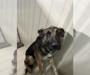 German Shepherd Dog Dogs for adoption in Bakersfield, CA, USA