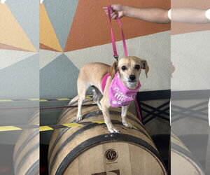 Chihuahua-Unknown Mix Dogs for adoption in Aurora, CO, USA