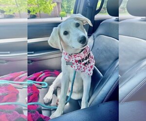 Small Retriever  Mix