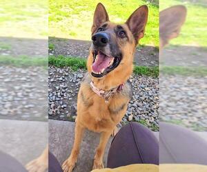 German Shepherd Dog Dogs for adoption in Sacramento, CA, USA