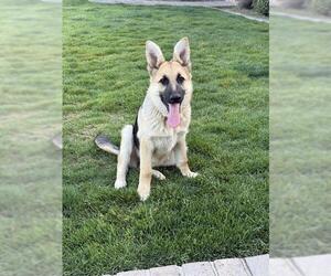 German Shepherd Dog Dogs for adoption in Stockton, CA, USA