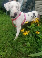 Catahoula Leopard Dog Dogs for adoption in YARDLEY, PA, USA