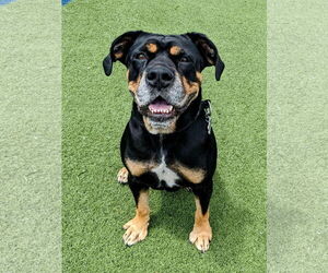 Labrottie Dogs for adoption in Stratham, NH, USA
