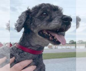Poodle (Toy) Dogs for adoption in Rustburg, VA, USA