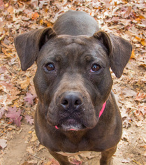 American Pit Bull Terrier Dogs for adoption in Blairsville, GA, USA