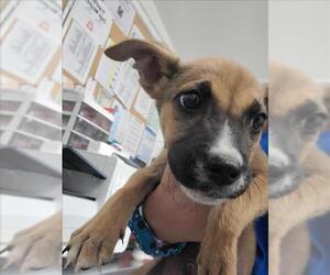 German Shepherd Dog-Unknown Mix Dogs for adoption in San Bernardino, CA, USA