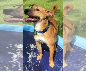 Mutt Dogs for adoption in Pompano Beach , FL, USA