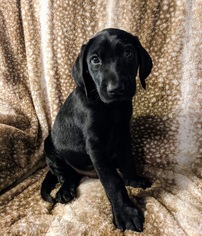 Medium Photo #1 Redbone Coonhound Puppy For Sale in Nashville, TN, USA