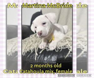 American Pit Bull Terrier-Catahoula Leopard Dog Mix Dogs for adoption in Jacksonville, NC, USA