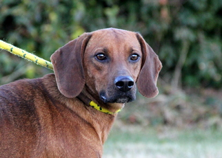 Redbone Coonhound Dogs for adoption in Mount Carmel, IL, USA