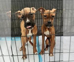 Boxer Dogs for adoption in Coventry, RI, USA