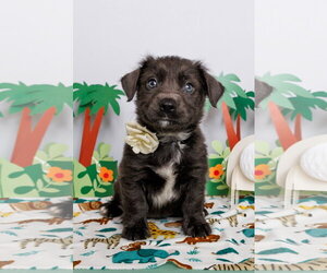 Mutt Dogs for adoption in McKinney, TX, USA