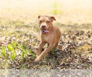 American Staffordshire Terrier-Unknown Mix Dogs for adoption in Raleigh, NC, USA