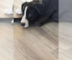 Mutt Dogs for adoption in Elmsford, NY, USA