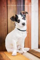 Jack-Rat Terrier Dogs for adoption in Redmond, WA, USA